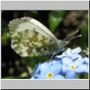 Anthocharis cardamines - Aurorafalter w04.jpg